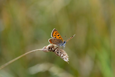 Close-up of butterfly pollinating on flower