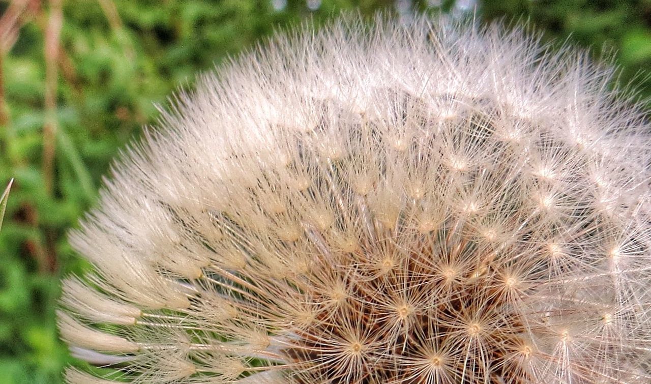 growth, flower, dandelion, close-up, fragility, nature, beauty in nature, flower head, freshness, single flower, plant, softness, focus on foreground, uncultivated, day, white color, wildflower, outdoors, seed, selective focus