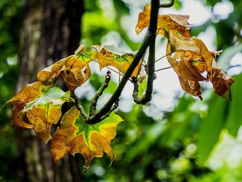 Close-up of leaves against blurred background