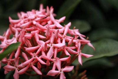 Close-up of pink flowering plant
