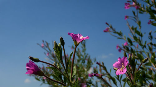 Close-up of pink flowering plant against sky