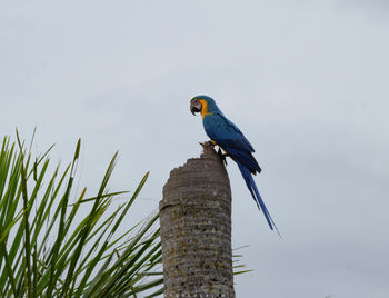 Low angle view of bird perching on tree against sky
