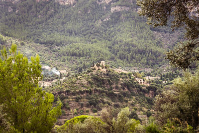 High angle view old village on hilltop within pine trees in forest