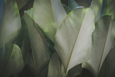 Full frame shot of plants