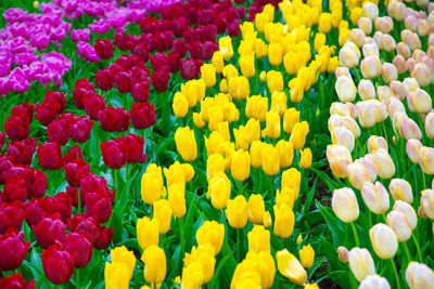 Glade of colorful fresh tulips. colorful tulips in the park. spring landscape. tulip background 