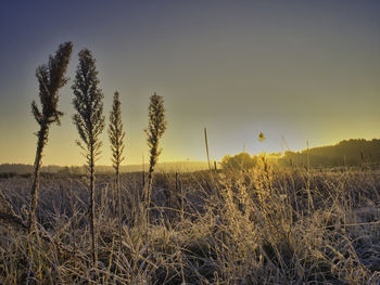 Scenic view of field against sky during sunset