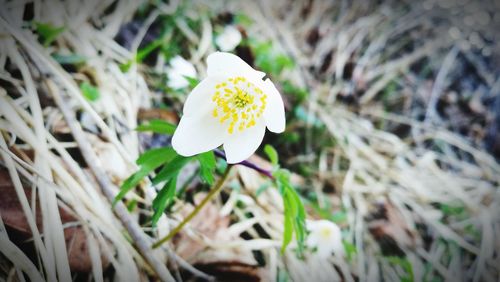 Close-up of white flower blooming outdoors