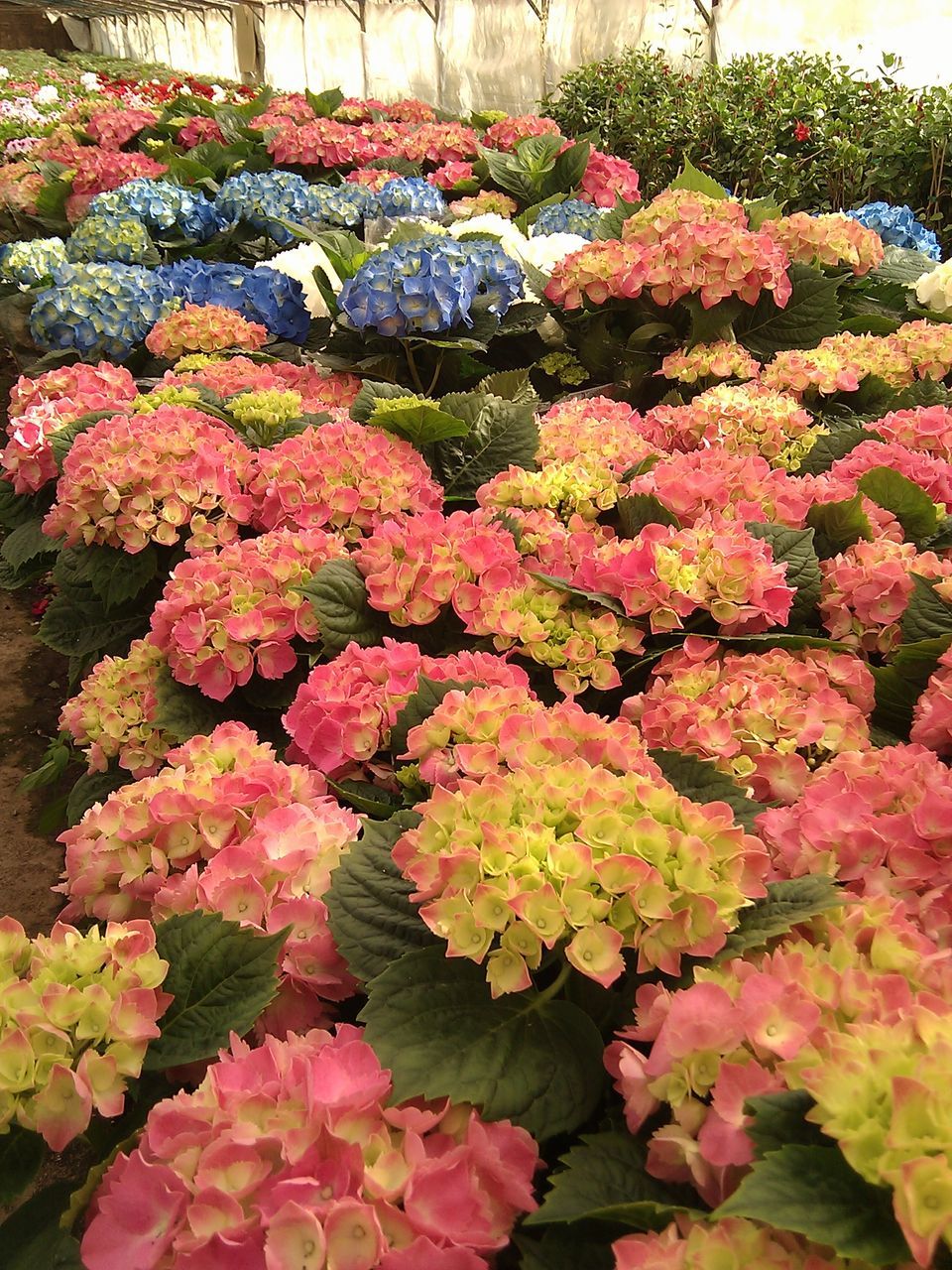 flower, freshness, fragility, beauty in nature, growth, multi colored, pink color, petal, abundance, blooming, nature, plant, variation, in bloom, blossom, springtime, day, outdoors, flower head, no people