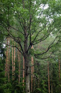 Trees in forest