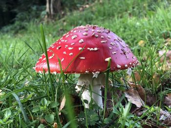 Close-up of fly agaric mushroom on field