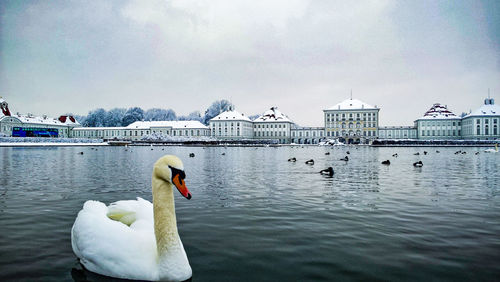 Swans swimming in lake