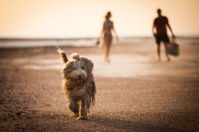 Portrait of dog walking at beach during sunset