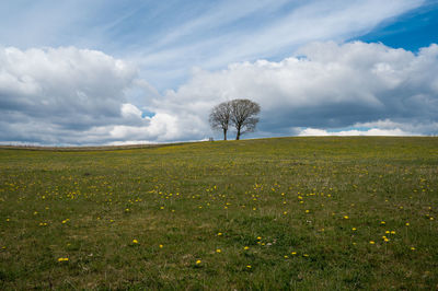 Two oak trees on hilltop near silkeborg