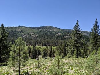 Scenic view of forest against clear blue sky