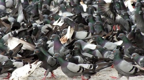 Close-up of birds