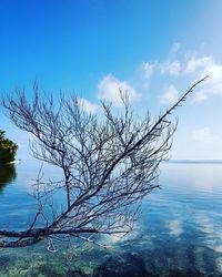 Bare tree by sea against blue sky