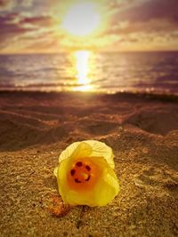 Close-up of yellow flower on beach