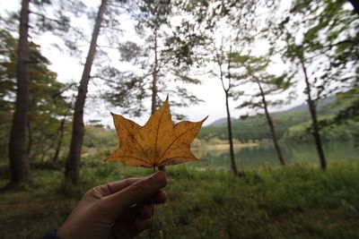 Close-up of hand holding maple leaf against trees