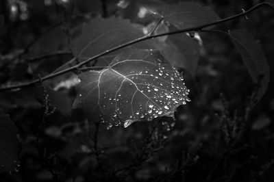 Close-up of raindrops on leaves