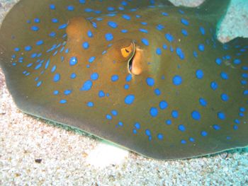 Close-up of fish swimming in water