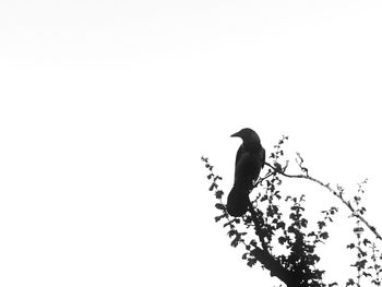 Low angle view of bird perching on a tree