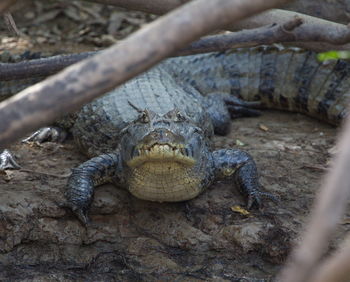 Closeup of black caiman melanosuchus niger camouflaged by branches on riverbank, bolivia.