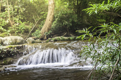 Scenic view of waterfall in forest