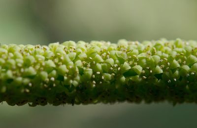 Close-up of fresh green plant