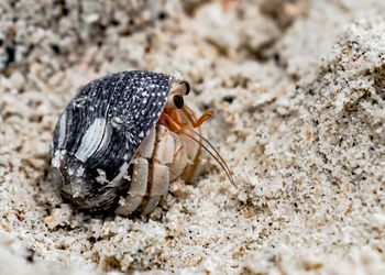 Close-up of shell on beach