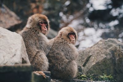 Monkeys sitting on rock