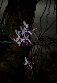 Close-up of flowers blooming outdoors