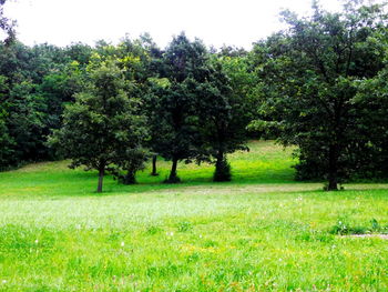 Scenic view of grassy field