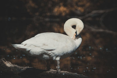 Close-up of swan perching on a lake