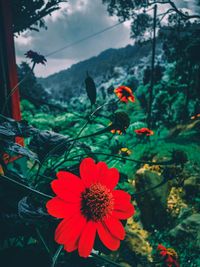 Close-up of red flowering plant