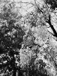 Low angle view of trees against sky