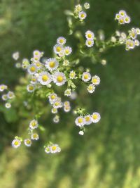 Close-up of flowering plants on field