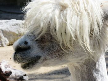 Close-up of a alpaca