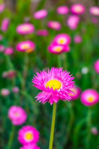 Close-up of pink flowering plant