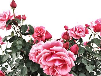 Close-up of pink roses blooming against clear sky
