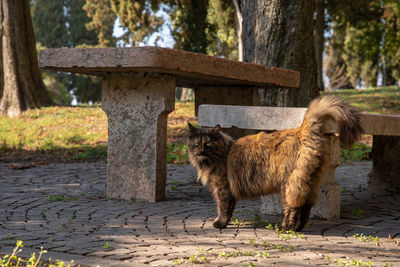 Sheep standing on footpath