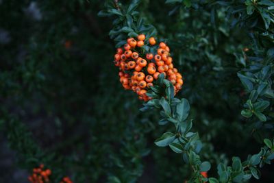 Low angle view of rowanberries growing on tree