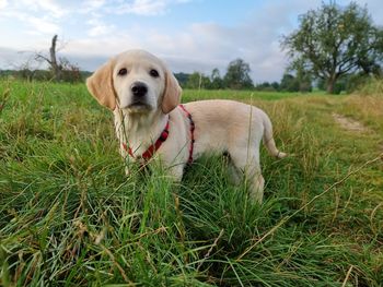 Dog in a field