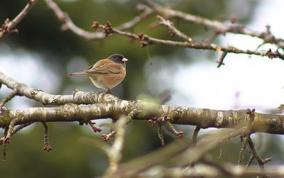 Bird perching on branch