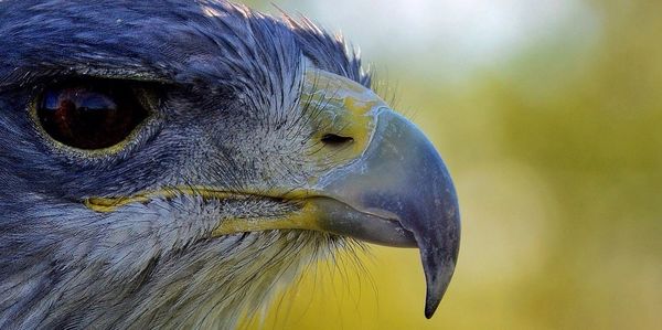 Close-up of eagle