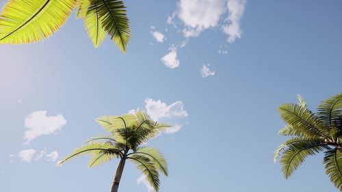 Low angle view of coconut palm tree against sky