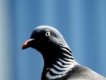 Close-up of a bird