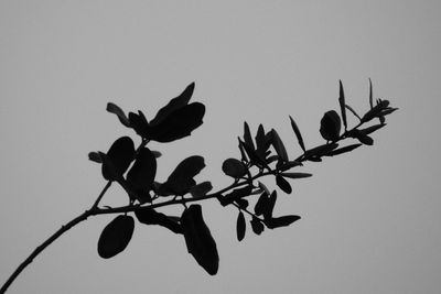 Low angle view of plant against clear sky