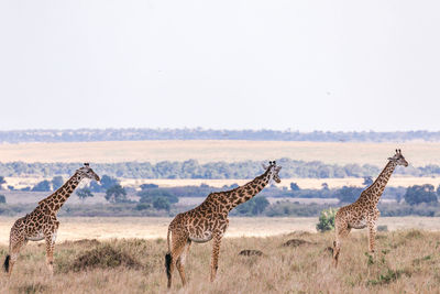 View of giraffes against clear sky in the  game reserve park in narok county in kenya maasai mara