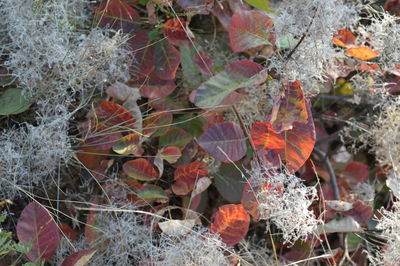Close-up of autumn leaves on field