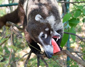 Close-up of animal eating plant